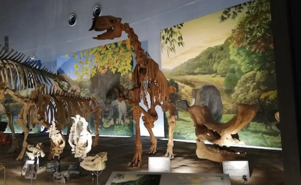 Fukui Prefectural Dinosaur museum Fukui Prefectural Dinosaur museum