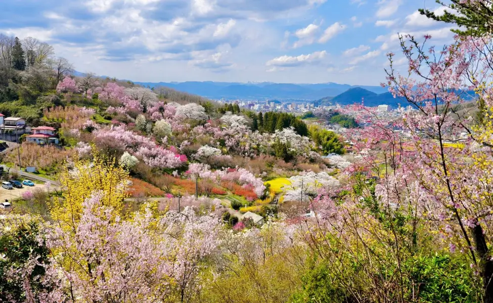 Hanamiyama park in Fukushima Hanamiyama park in Fukushima