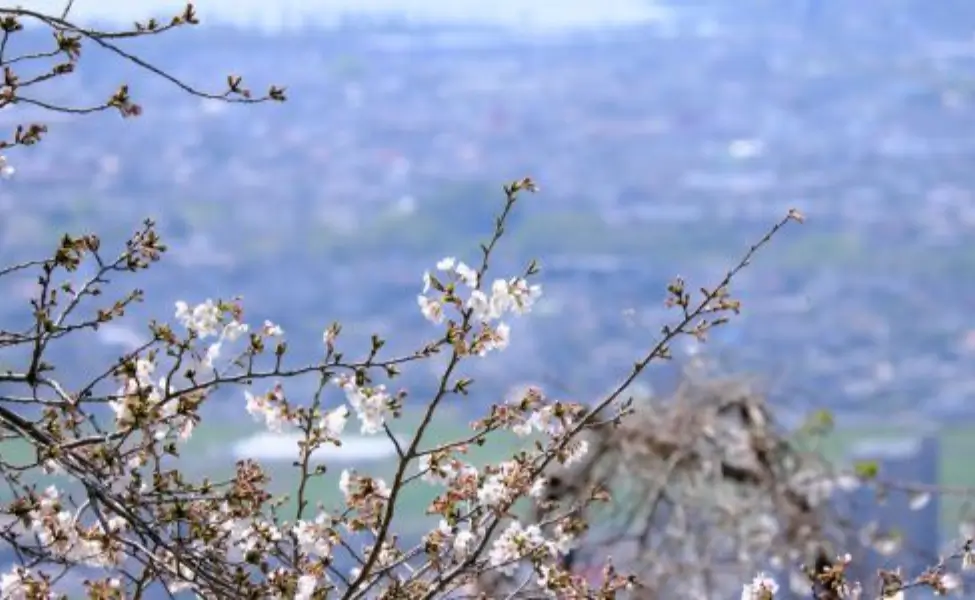 Cherry blossoms in Shiroyama, Kagoshima Japan Cherry blossoms in Shiroyama, Kagoshima Japan