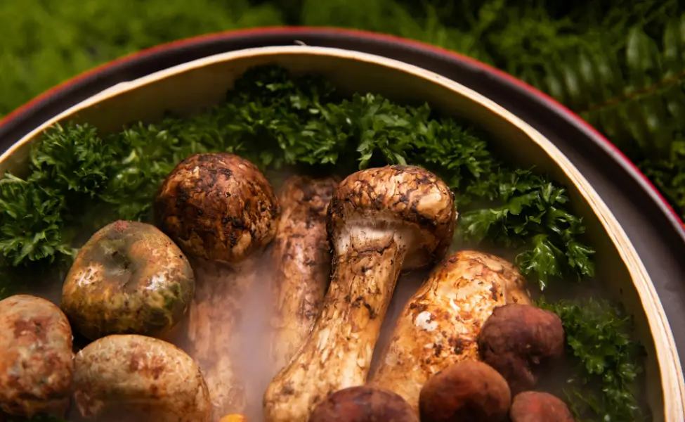 Japan in September Matsutake mushrooms Japan in September Matsutake mushrooms