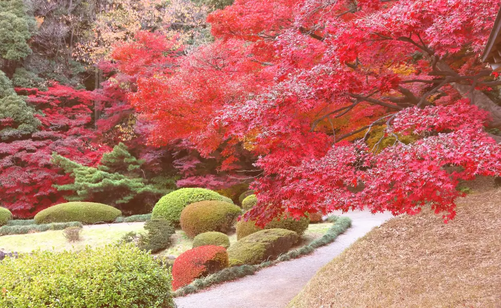Momiji Leaves (Maple Tree) In Tokyo Shinjuku Gyoen Park Momiji Leaves (Maple Tree) In Tokyo Shinjuku Gyoen Park