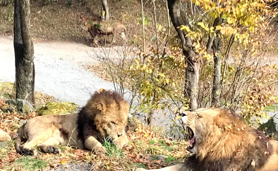 Fuji Safari Park Fuji Safari Park