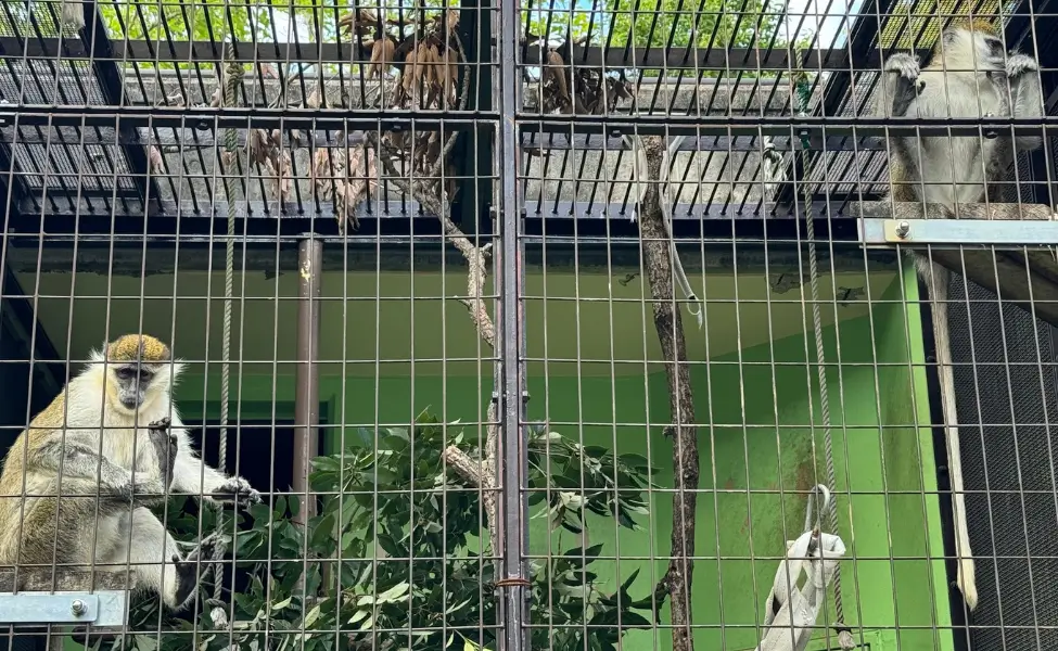 Monkeys at Higashiyama zoo in Nagoya Monkeys at Higashiyama zoo in Nagoya