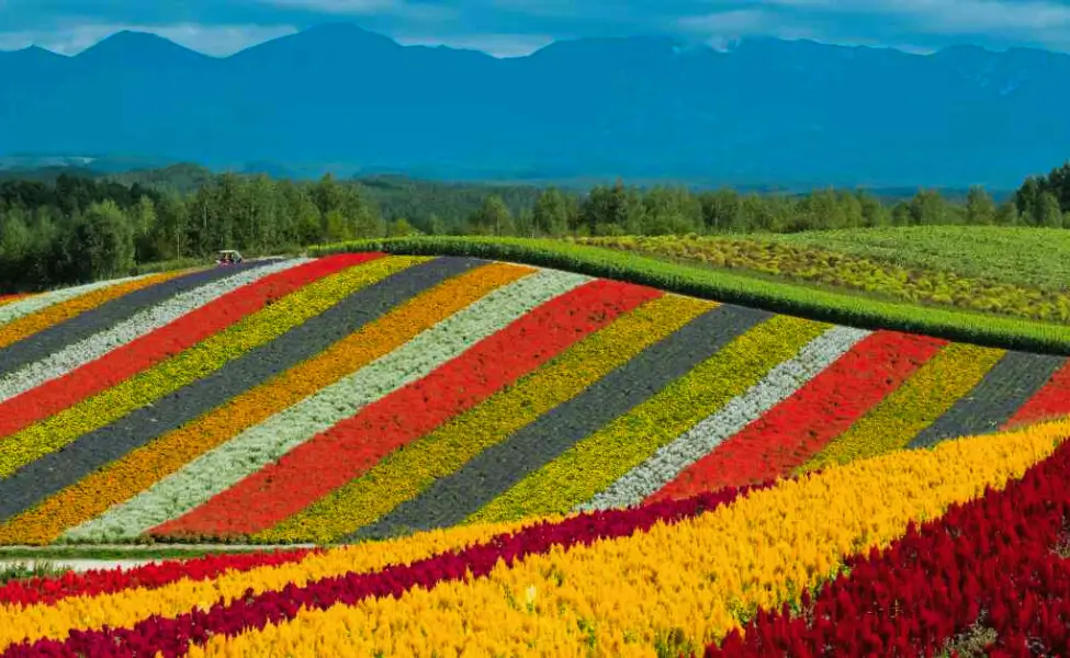 One of the best gardens in Japan Shikisai no Oka One of the best gardens in Japan Shikisai no Oka