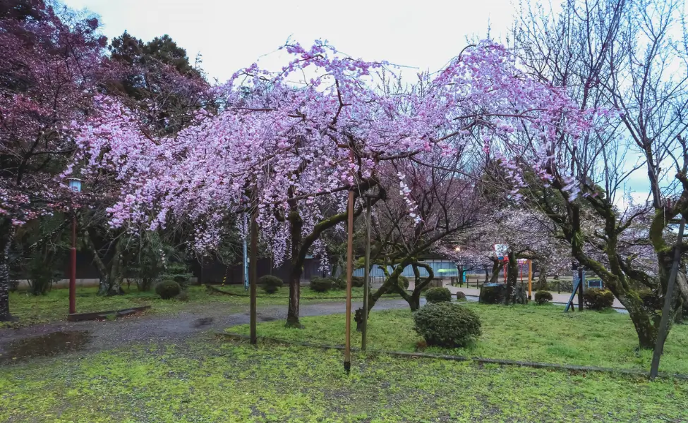Genkyu-en Garden in Shiga prefecture Genkyu-en Garden in Shiga prefecture