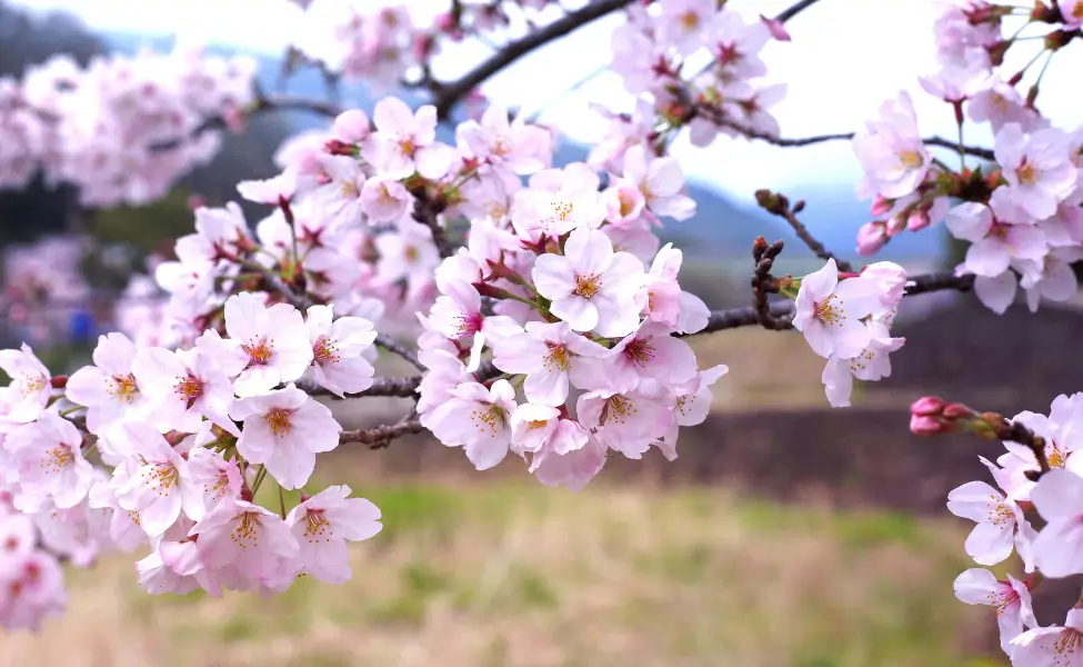 Cherry Blossoms Aoshima Miyazaki, Kyushu, Japan