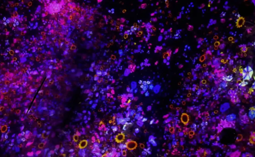 teamLab Planets teamLab Planets
