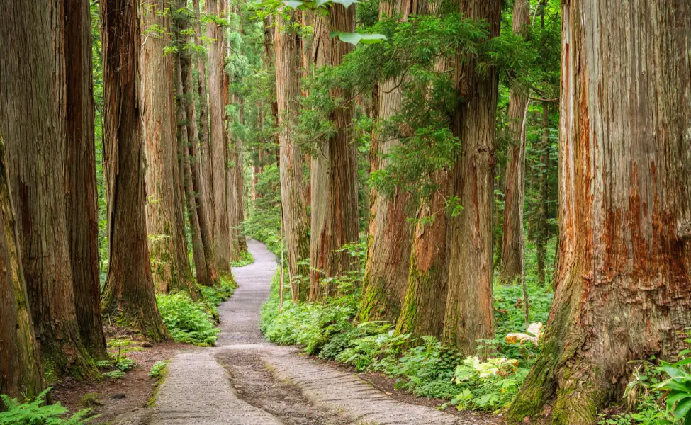 Visit Togakushi shrine on your Nagano Itinerary Visit Togakushi shrine on your Nagano Itinerary