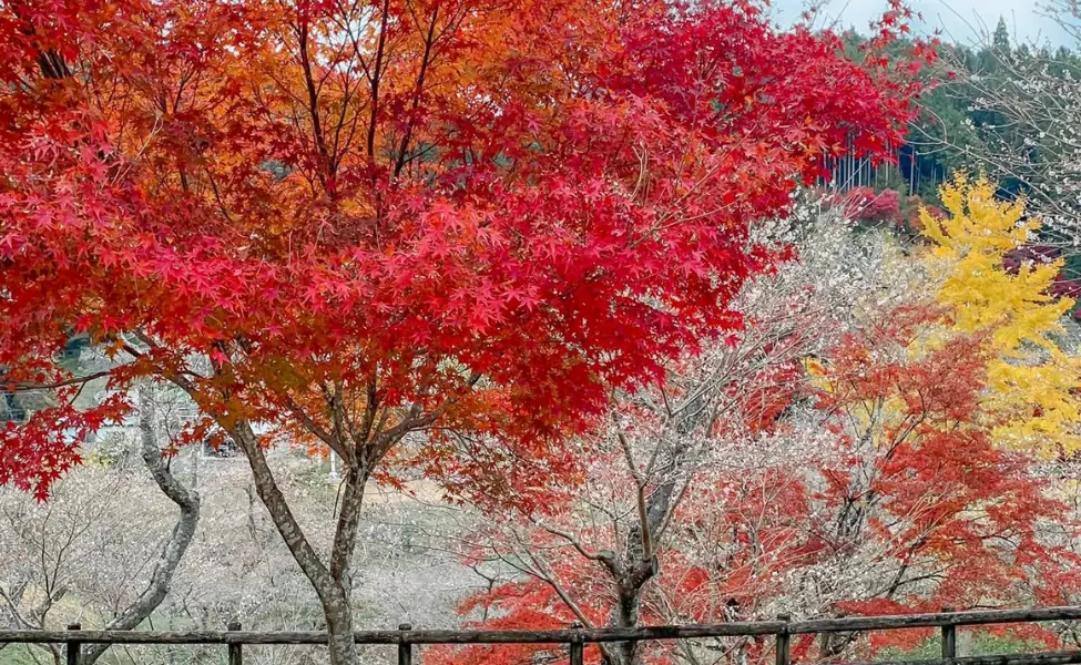 Obara in Toyota City Obara in Toyota City