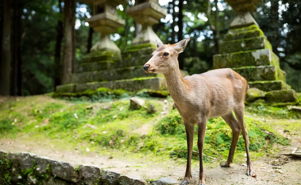 Doe deer in Nara park Doe deer in Nara park