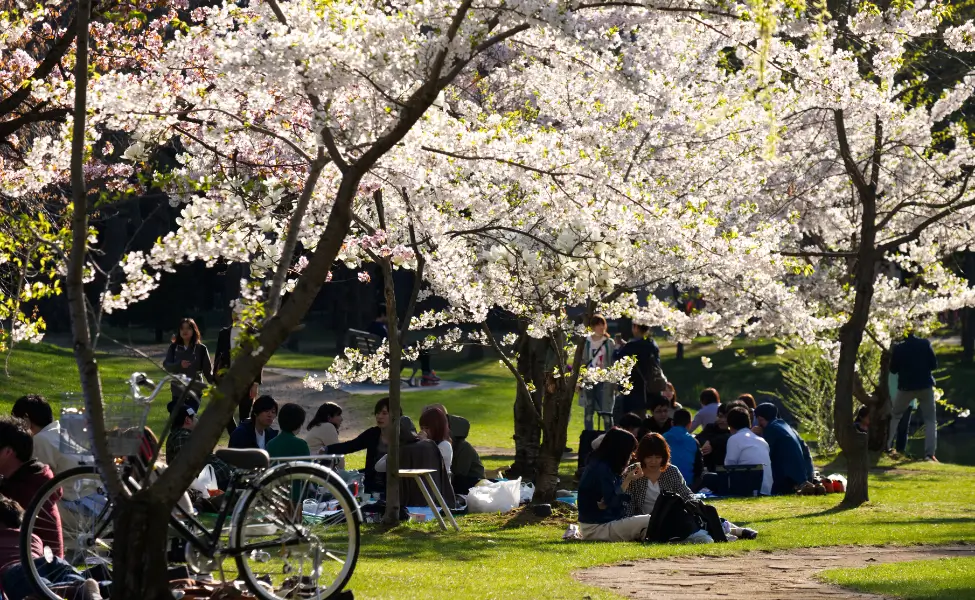 Hanami in Japan
