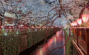 Night Cherry Blossoms In Tokyo Meguro River