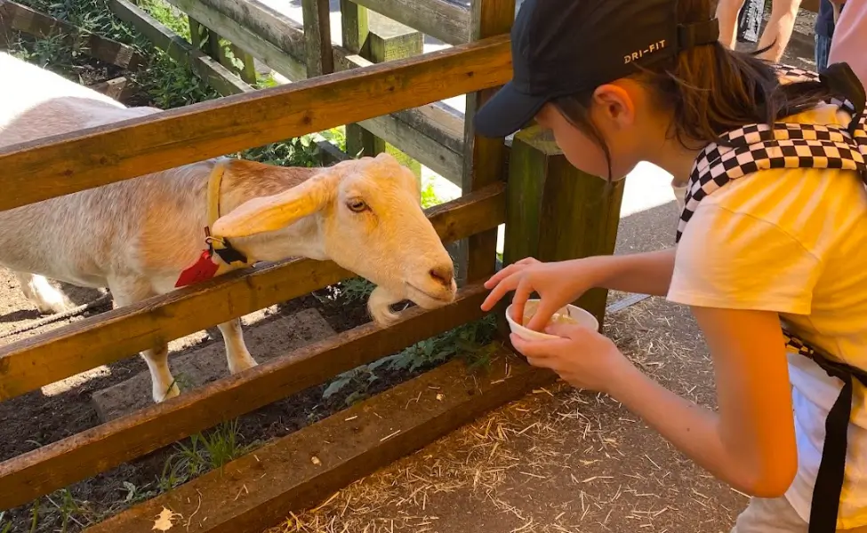Feeding the goats at Aichi Bokujo Feeding the goats at Aichi Bokujo