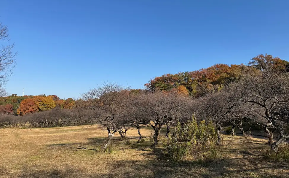 Odaka Ryokuchi Park Odaka Ryokuchi Park